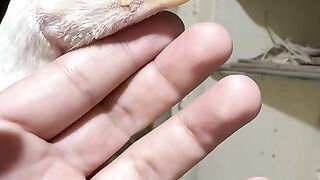 Beak is bent