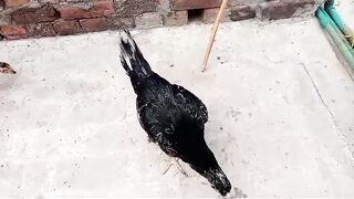 Eating or picking