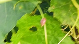 Don't know the name of the insect but very nice environment. peace of eyes