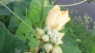 Ants play on vegetable plants