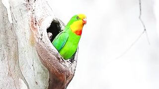 Beautiful birds 25