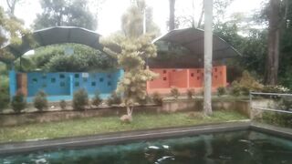 Berenang di alam