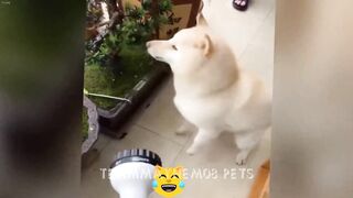 ???? New Funny Cats and Dogs Videos ????❤️ Funny Videos Compilation ????
