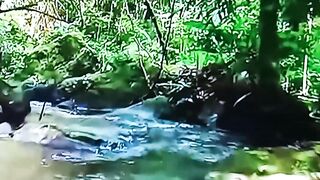 Download Forest Review