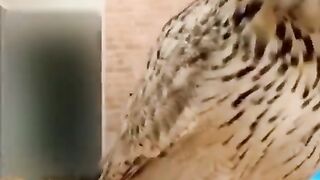 Best Funny Animal Videos of the year (2024), funniest animals ever. relax with cute animals video 2