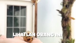 feed deadly snakes
