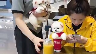 Tik_tok_chos_poç_mini_????_Funny_and_cute_Pomeranian_635_#pomeranian_
