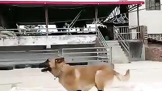 Belgian_Malinois_Takes_Flight(360p).