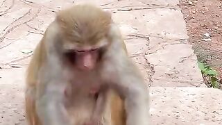 Youtube ..After_this,_the_mother_and_baby_have_no_more_offers_to_counter_the_offer__monkey(480p).