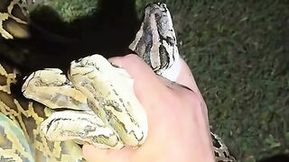 Snake 26