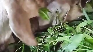 Kambing 3