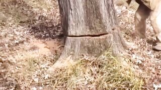 dog trapped in a tree