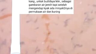 Cara analisis karakteristik air dan mengolahnya agar aman digunakan budidaya ikan lele