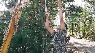 ngethok gedang