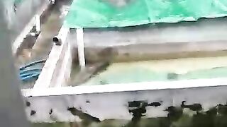 Musim hujan TIBA good by musim BEDIDING, saatnya induk lele subur TELUR