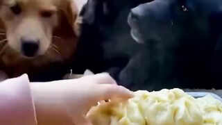 funny pet video 2