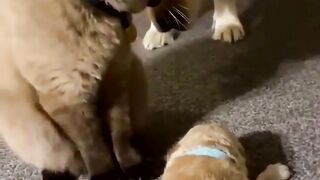 funny pet video2110