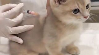 funny pet video4