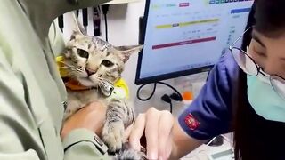 funny animal videos: smile, laugh, best funny short animal videos 2024