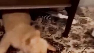 funny animal videos: smile, laugh, best funny short animal videos 2024 2