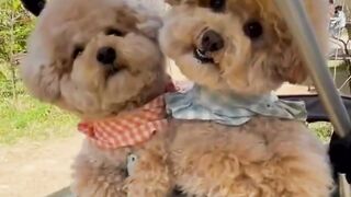 funny animal videos: smile, laugh, best funny short animal videos 2024 #foryou #fyp #viral #funny #shorts #dog #funnyvideo  #shorts #cat