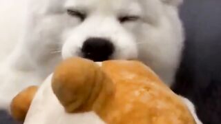 funny animal videos: smile, laugh, best funny short animal videos 2024 3