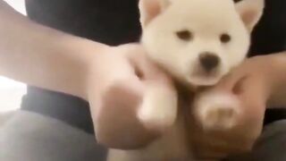 funny animal videos: smile, laugh, best funny short animal videos 2024 4