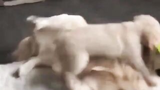 funny animal videos: smile, laugh, best funny short animal videos 2024 7