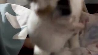 funny animal videos: smile, laugh, best funny short animal videos 2024 8