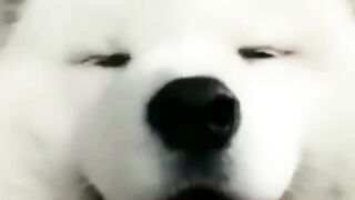funny animal videos: smile, laugh, best funny short animal videos 2024 11