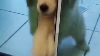 funny pet video 3