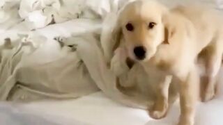 funny animal videos: smile, laugh, best funny short animal videos 2024 12