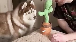 Funny dog got wondering????????