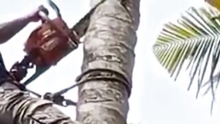 Coconut tree felling