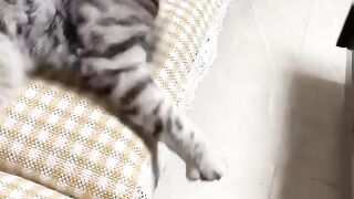 cat and duck fight#shorts #youtubeshorts #funny.