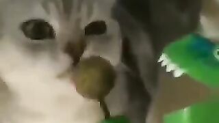 funny animal videos: smile, laugh, best funny short animal videos 2024 13