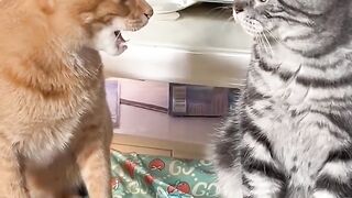 It seems that the scolding is quite dirty #catquarrel #recordcatdaily #this world can’t live without.
