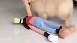 funny animal videos: smile, laugh, best funny short animal videos 2024 16