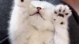 funny animal videos: smile, laugh, best funny short animal videos 2024 17