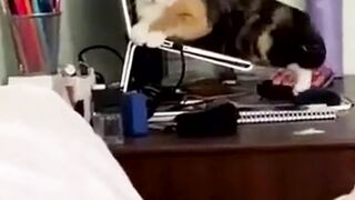 funny animal videos: smile, laugh, best funny short animal videos 2024 18