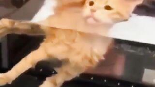 funny animal videos: smile, laugh, best funny short animal videos 2024 19