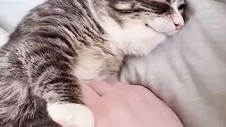 funny animal videos: smile, laugh, best funny short animal videos 2024 20