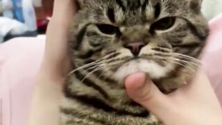 funny animal videos: smile, laugh, best funny short animal videos 2024 21