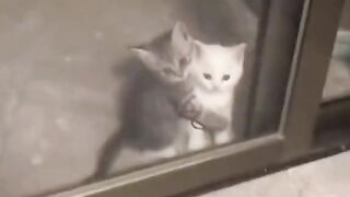 Sweet cat 3