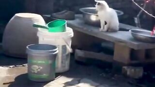 funny animal videos: smile, laugh, best funny short animal videos 2024 23