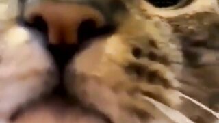 funny animal videos: smile, laugh, best funny short animal videos 2024 24