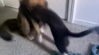funny animal videos: smile, laugh, best funny short animal videos 2024 26
