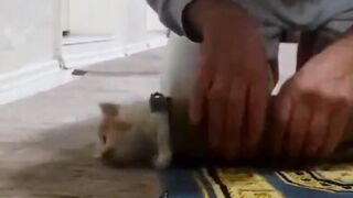 funny animal videos: smile, laugh, best funny short animal videos 2024 27