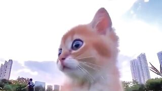 funny animal videos: smile, laugh, best funny short animal videos 2024 28