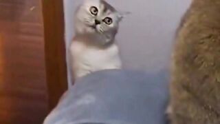 funny animal videos: smile, laugh, best funny short animal videos 2024 29